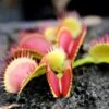 Dionaea Muscipula Bimbo Caractéristique - Pot 7 Cm -Flora Soldes 6495d31e157a34.42966304
