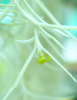 Tillandsia Usneoides Large Argenté - 40 à 60 Cm -Flora Soldes 6495d31f92b5c4.79954418