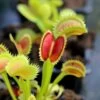 Dionaea Muscipula 'uk Sawtooth Ii' Caractéristique - Pot 7 Cm -Flora Soldes 6495d321381e03.93250788