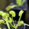 Dionaea Muscipula 'dentate' Clone 2 Caractéristique - Pot 7 Cm -Flora Soldes 6495d32210cbf6.95400712