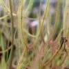 Drosera Binata Var. Dichotoma Forme Géante Caractéristique - Pot 9 Cm -Flora Soldes 6495d323cbdd08.60452973