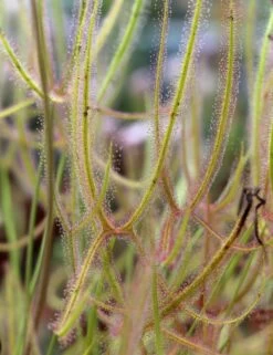 Drosera Binata Var. Dichotoma Forme Géante Caractéristique - Pot 9 Cm