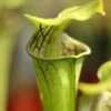 Sarracenia Oreophila Caractéristique - Pot 12 Cm -Flora Soldes 6495d32443f332.69817879