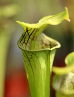 Sarracenia Oreophila Caractéristique - Pot 12 Cm