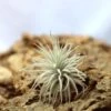 Tillandsia Tectorum - 8 à 10 Cm -Flora Soldes 6495d3262dfcf2.45643493