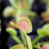 Dionaea Muscipula Tiger Fangs Caractéristique - Pot 7 Cm -Flora Soldes 6495d326c325e1.15782116
