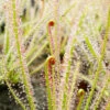 Drosera X Hybrida Caractéristique - Pot 9 Cm -Flora Soldes 6495d32732f2e3.89815885