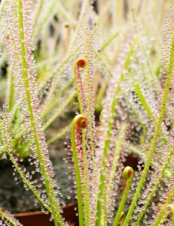 Drosera X Hybrida Caractéristique - Pot 9 Cm