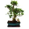Figuier Chinois Bonsaï - Ficus Retusa - Env. 12-15 Ans 1 Figuier Chinois Bonsaï - Ficus Retusa - Env. 12-15 Ans -Flora Soldes 6495d328a09eb4.27934894