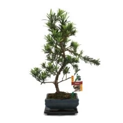 Tranche De Pierre De Bonsaï - Podocarpus Macrophyllus - Environ 6 Ans