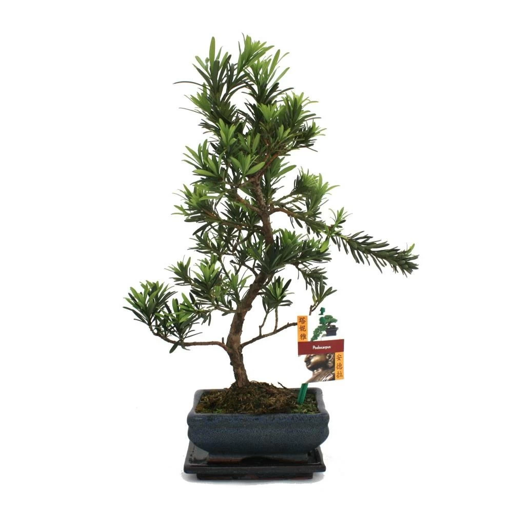 Tranche De Pierre De Bonsaï - Podocarpus Macrophyllus - Environ 6 Ans 3 Tranche De Pierre De Bonsaï - Podocarpus Macrophyllus - Environ 6 Ans