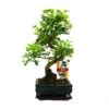 Troène Chinois Du Bonsaï - Ligustrum Sinensis - Env. 6 Ans -Flora Soldes 6495d329d0cc23.46370647