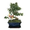 Bonsaï Fukientee - Carmona Microphylla - Environ 8 Ans -Flora Soldes 6495d32b00b8b2.75237244