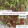 11 X Bambou Fargesia Asian Wonder En Pot De 5 L -Flora Soldes 6495d3462a5555.16780492