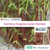 100 X Bambou Fargesia Asian Wonder En Pot De 1 L -Flora Soldes 6495d6a5615298.02592599
