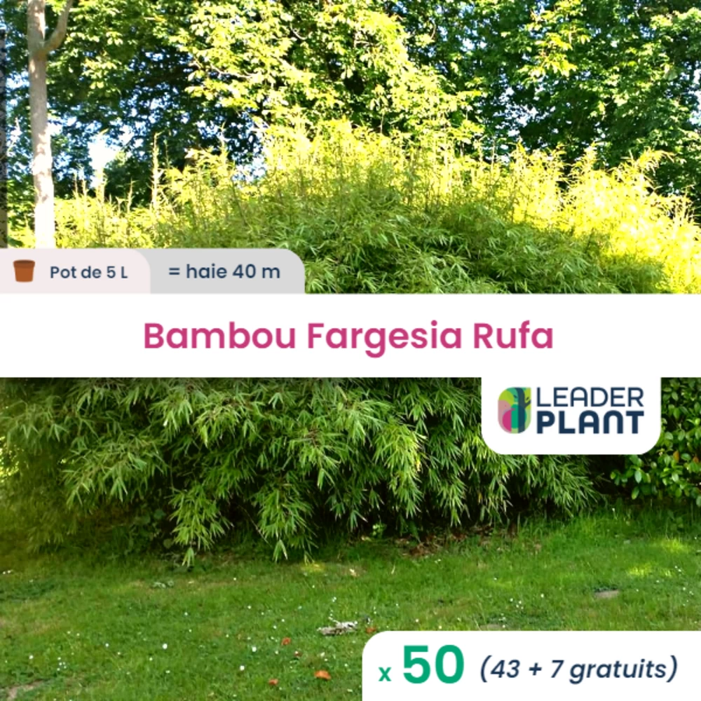 50 X Bambou Fargesia Rufa En Pot De 5 L 3 50 X Bambou Fargesia Rufa En Pot De 5 L
