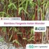 50 X Bambou Fargesia Asian Wonder En Pot De 10 L -Flora Soldes 6495d6b04ec558.98004047