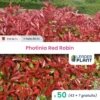 50 X Photinia Red Robin En Pot De 1 L 2 50 X Photinia Red Robin En Pot De 1 L -Flora Soldes 6495d6b6d8cd22.29618206