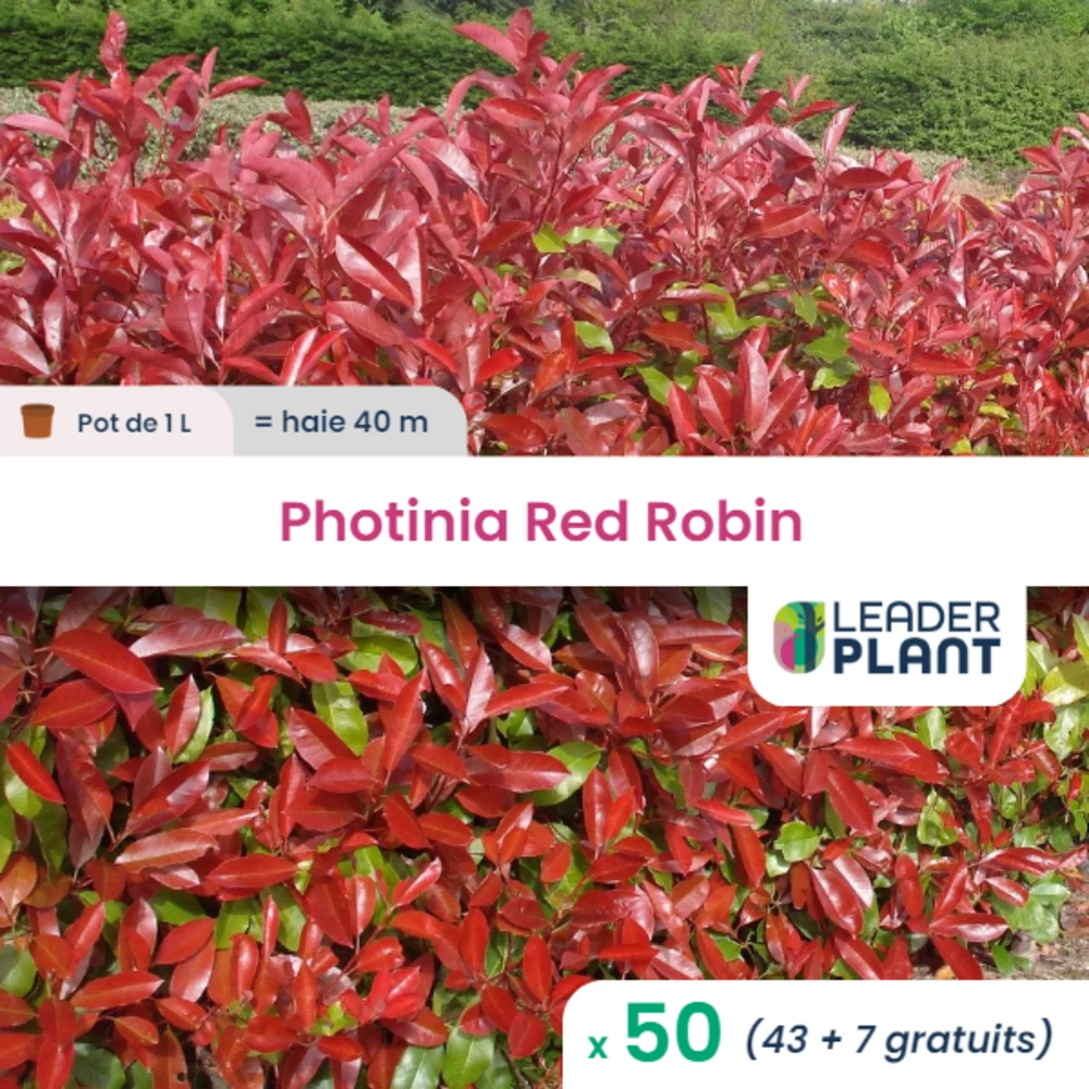 50 X Photinia Red Robin En Pot De 1 L 3 50 X Photinia Red Robin En Pot De 1 L