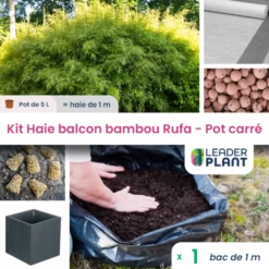 Kit Bambou Rufa En Pot De 5 L Avec Bac Pour Balcon -Flora Soldes 6495d6b9ed82e7.35167556