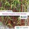 50 X Bambou Fargesia Asian Wonder 60/70 En Pot De 2 L -Flora Soldes 6495d6bda7ce50.79489365