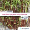 11 X Bambou Fargesia Asian Wonder En Pot De 1 L -Flora Soldes 6495d6bf2d9ee9.33423284