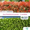 Duo Photinias Rouge Et Lauriers Verts – 2 Variétés – Lot De 12 Plants En Pot De 8 L -Flora Soldes 6495d6bf877fa9.34835036