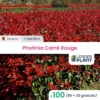 100 X Photinia Carré Rouge En Pot De 4 L -Flora Soldes 6495d6c0a9d630.56190161