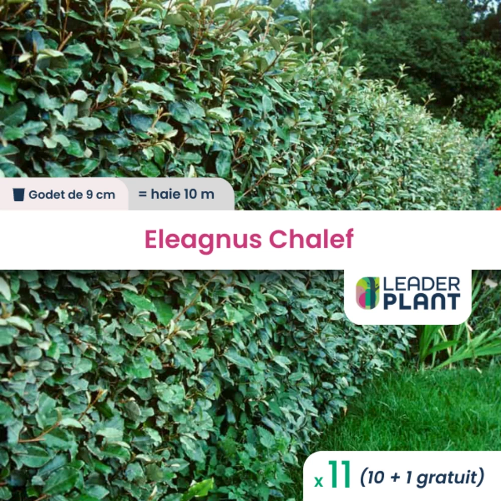 11 X Eleagnus Ebbingei, Chalef En Godet 3 11 X Eleagnus Ebbingei, Chalef En Godet