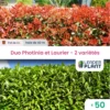 Duo Photinias Rouge Et Lauriers Verts – 2 Variétés – Lot De 50 Plants En Pot De 4 L 1 Duo Photinias Rouge Et Lauriers Verts – 2 Variétés – Lot De 50 Plants En Pot De 4 L -Flora Soldes 6495d6c2a227d6.86015077