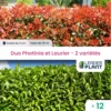 Duo Photinias Rouge Et Lauriers Verts – 2 Variétés – Lot De 12 Plants En Godet -Flora Soldes 6495d6c40fc149.39364535