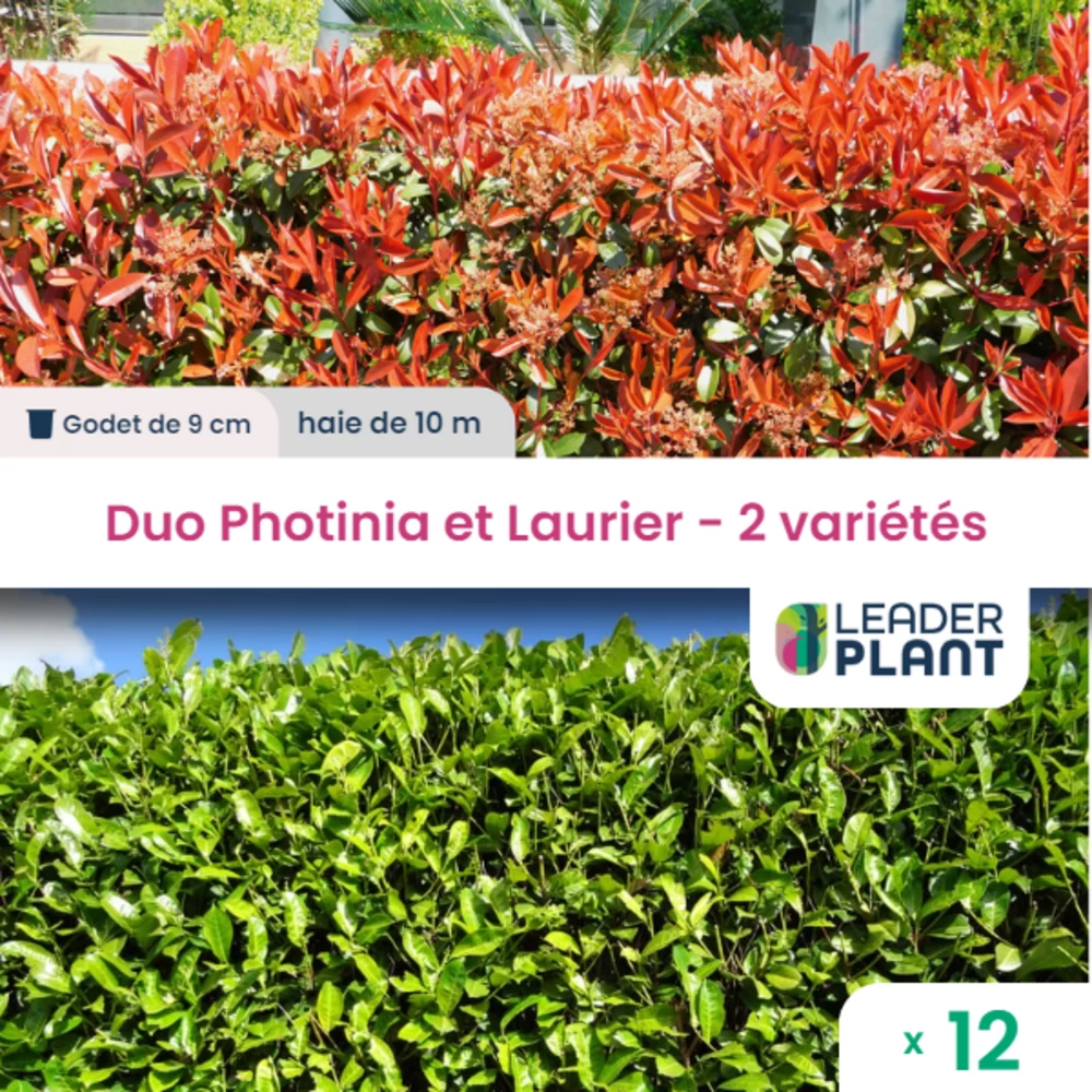 Duo Photinias Rouge Et Lauriers Verts – 2 Variétés – Lot De 12 Plants En Godet 3 Duo Photinias Rouge Et Lauriers Verts – 2 Variétés – Lot De 12 Plants En Godet