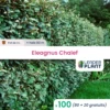 100 X Eleagnus Ebbingei En Pot De 4 L -Flora Soldes 6495d6c4b44865.39457304