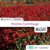 50 X Photinia Carré Rouge En Godet -Flora Soldes 6495da245a6e74.56472129