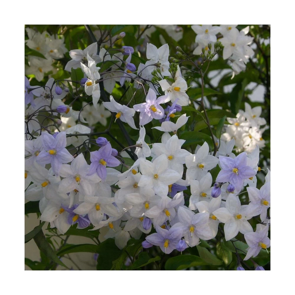 Morelle Faux Jasmin Jasminoides/pot De 3l - 60/120 Cm 4 Morelle Faux Jasmin Jasminoides/pot De 3l - 60/120 Cm - Image 2