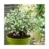 Jasmin étoilé Jasminoïdes Sun Lover®/pot De 4l -Flora Soldes 64999a198d1971.82369985