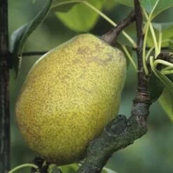 Poirier Jeanne D'Arc : Gobelet 3 Ans D'âge Ctr 12 Litres -Flora Soldes 6528 003