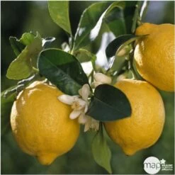 Citrus Lemon : C. 65L 18/20 -Flora Soldes 662222 001