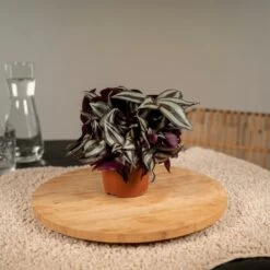 Box 6 Plantes D'intérieur - H20cm, ø12cm - Plantes D'intérieur -Flora Soldes 663719d7e9ffff6c