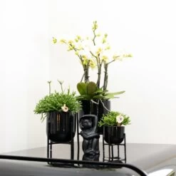 Rhipsalis Baccifera - H15cm, ø9cm - Plante D'intérieur -Flora Soldes 6638490801f056b7