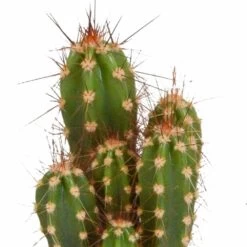 Cactus, Box De 5 Plantes - H8cm, ø5,5cm - Plantes D'intérieur -Flora Soldes 664e171e2bda6fec