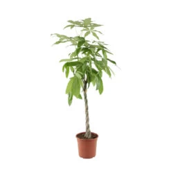 Pachira Tressé : H.150/160cm, Pot D.27cm -Flora Soldes 674123 001 1