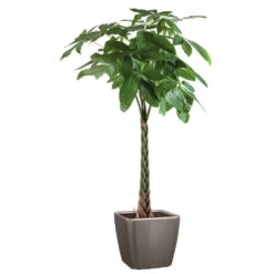 Pachira Tressé : H.150/160cm, Pot D.27cm -Flora Soldes 674123 002