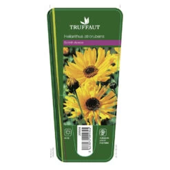 Soleil Vivace : Lot De 3 Godets -Flora Soldes 682893 001