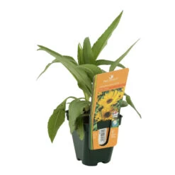 Soleil Vivace : Lot De 3 Godets -Flora Soldes 682893 002