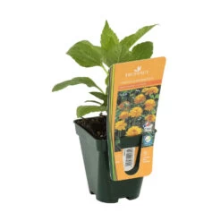 Soleil Vivace : Lot De 3 Godets -Flora Soldes 682893 004