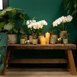 Haworthia Limifolia - ø6cm - H11cm, ø6cm - Plante D'intérieur -Flora Soldes 6945dc1ff6ec8dda