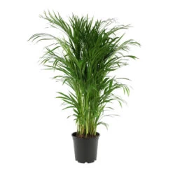 Aréca : H.180 Cm
