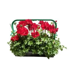Géranium Lierre Double 'Marcada® Dark Red' Label Rouge : 10 Plants -Flora Soldes 697174 004