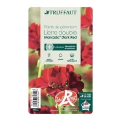 Géranium Lierre Double 'Marcada® Dark Red' Label Rouge : 10 Plants -Flora Soldes 697174 006